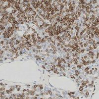 Leica Biosystems Panel de Anticuerpos para Dermatopatología